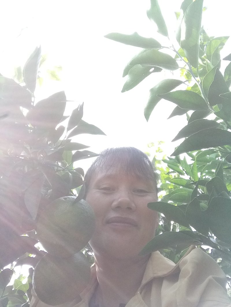 牛优质沃柑苗沃柑苗柑橘苗当年结果基地直发包技术包邮