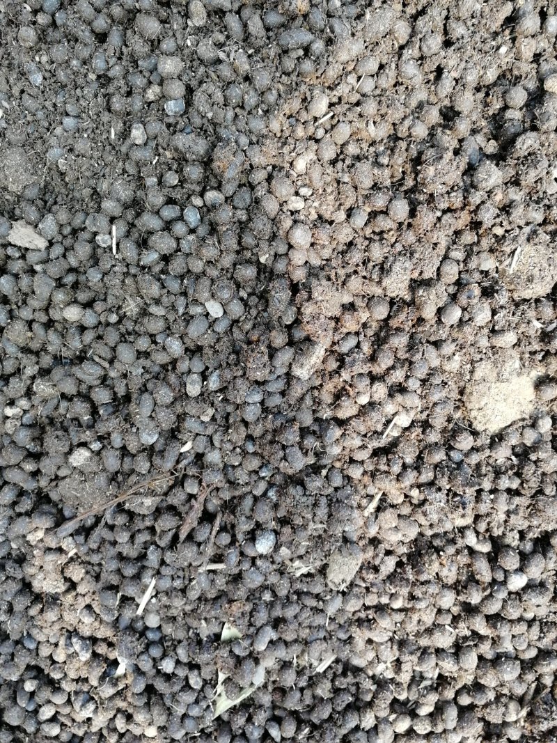 羊粪