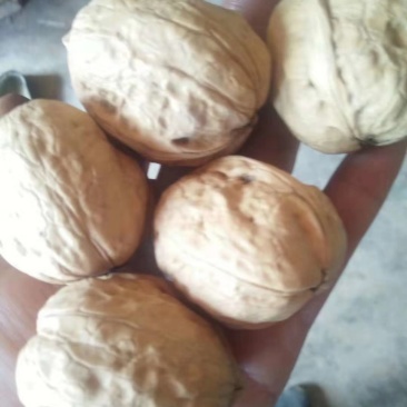 185纸皮核桃