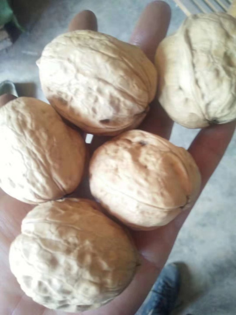 185纸皮核桃