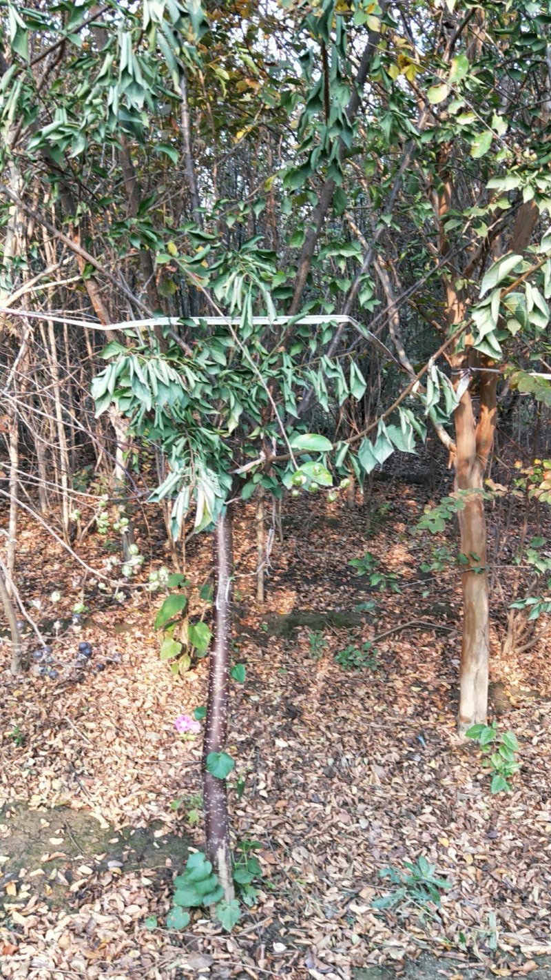西门李，翠红李。