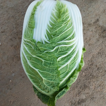万亩大白菜基地优质大白菜大量上市，货源稳定，大量供应