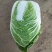 万亩大白菜基地优质大白菜大量上市，货源稳定，大量供应