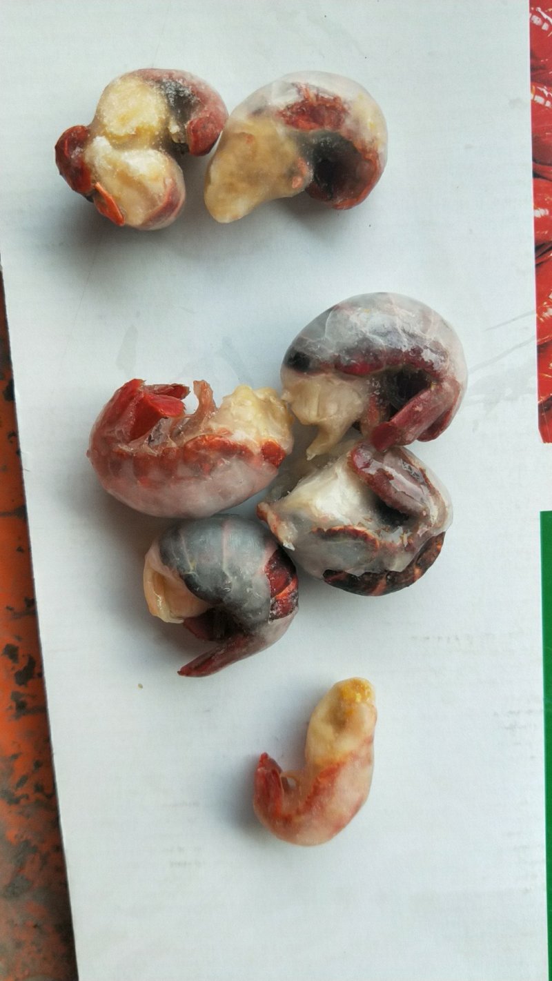特大龙虾尾