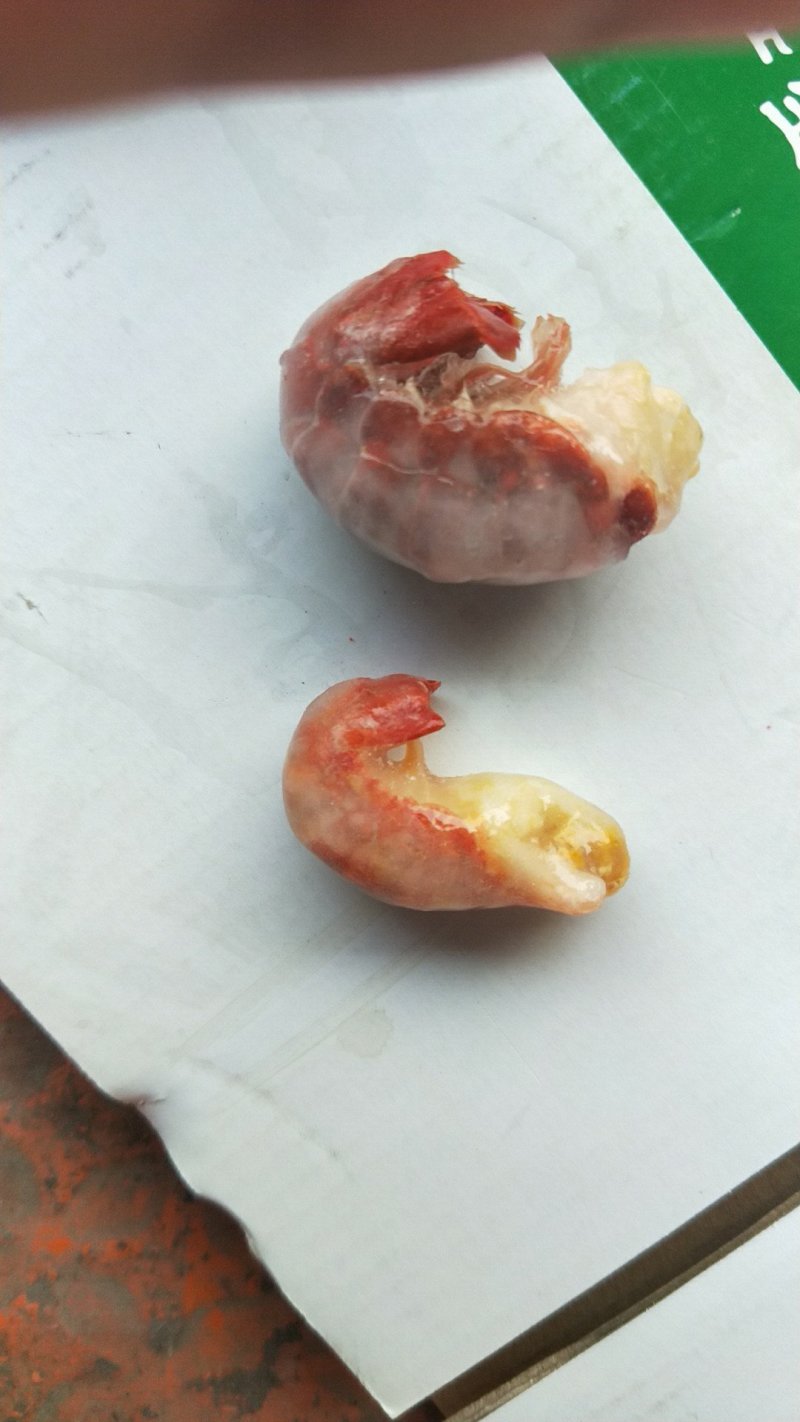 特大龙虾尾