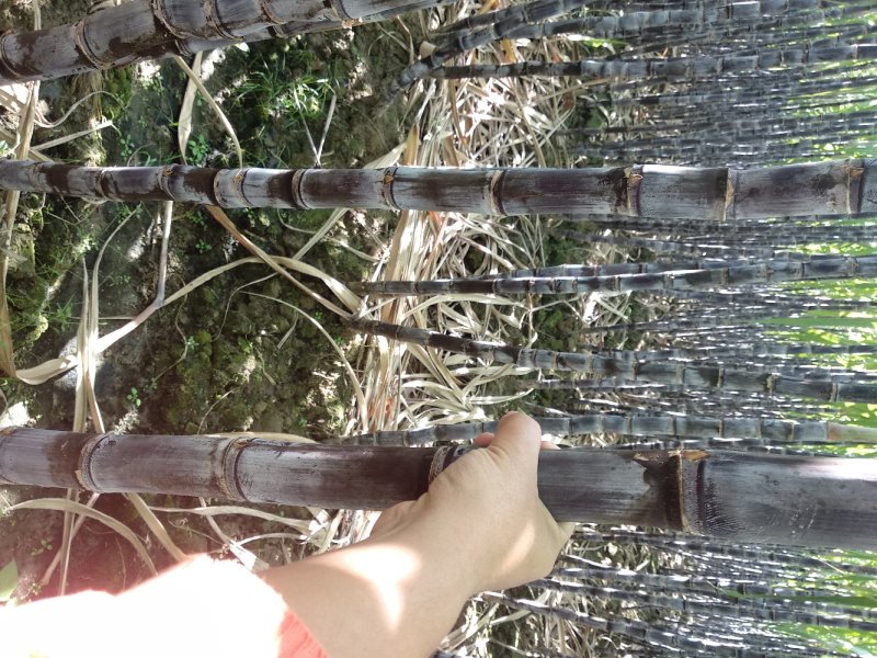 广西阳朔黑皮甘蔗，皮软、易嚼、汁多，味道甜蜜。