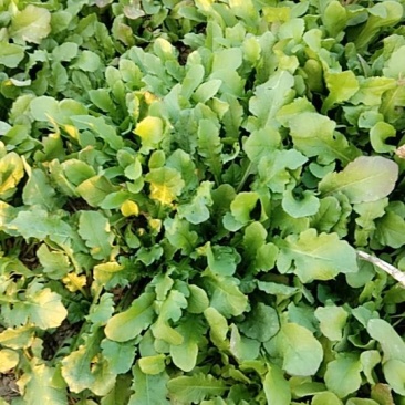 荠菜
