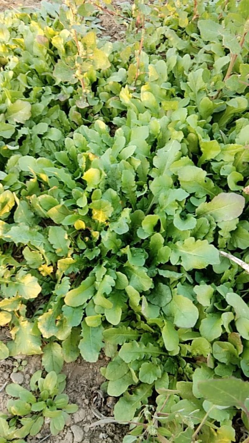 荠菜