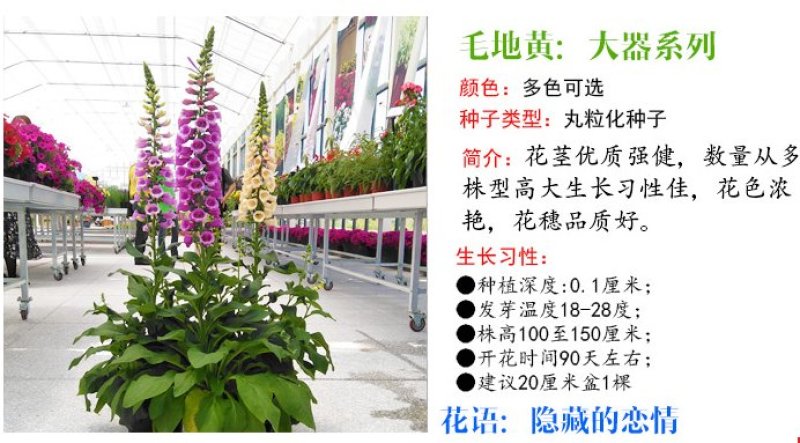 毛地黄种子