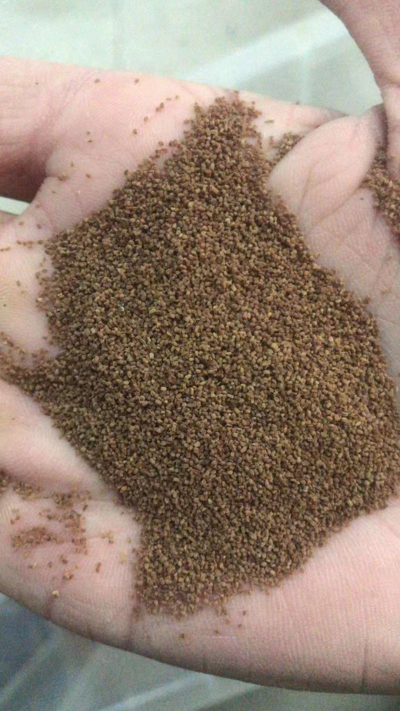 毛地黄种子