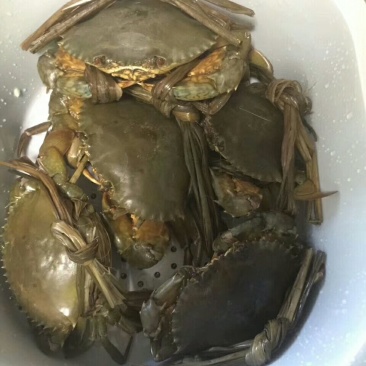 海青蟹，膏蟹