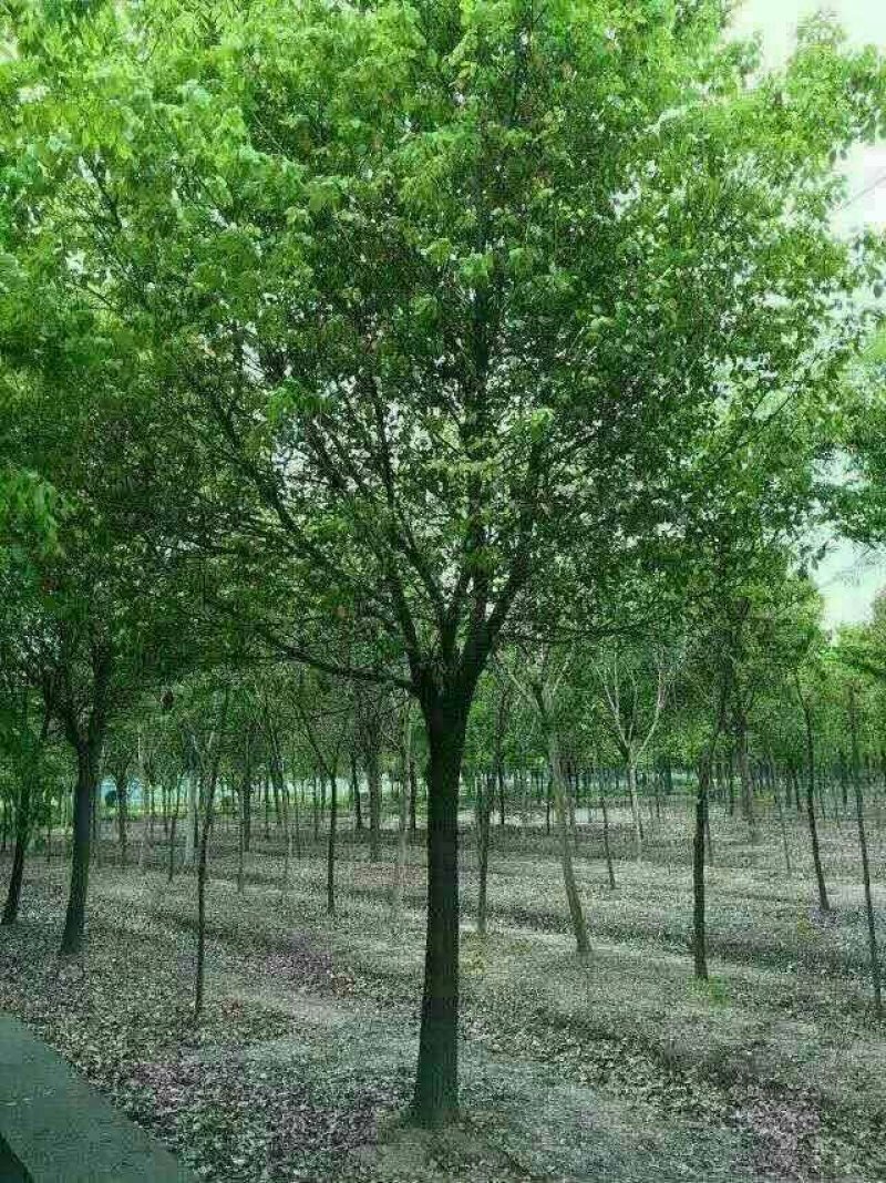 15公分香樟，批量装车供应