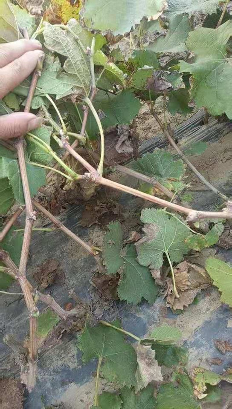 阳光玫瑰夏黑户太八号金手指早夏无核葡萄苗
