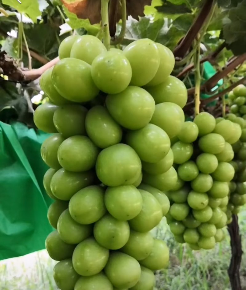 阳光玫瑰夏黑户太八号金手指早夏无核葡萄苗