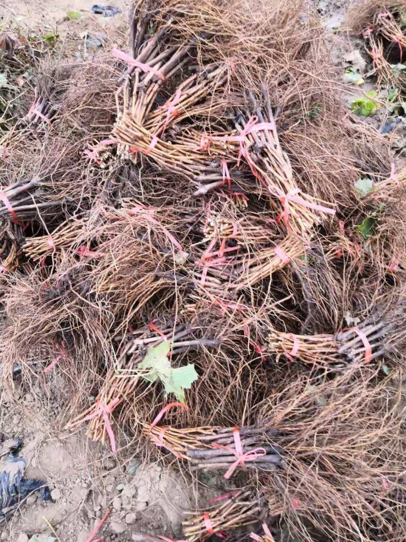 阳光玫瑰夏黑户太八号金手指早夏无核葡萄苗
