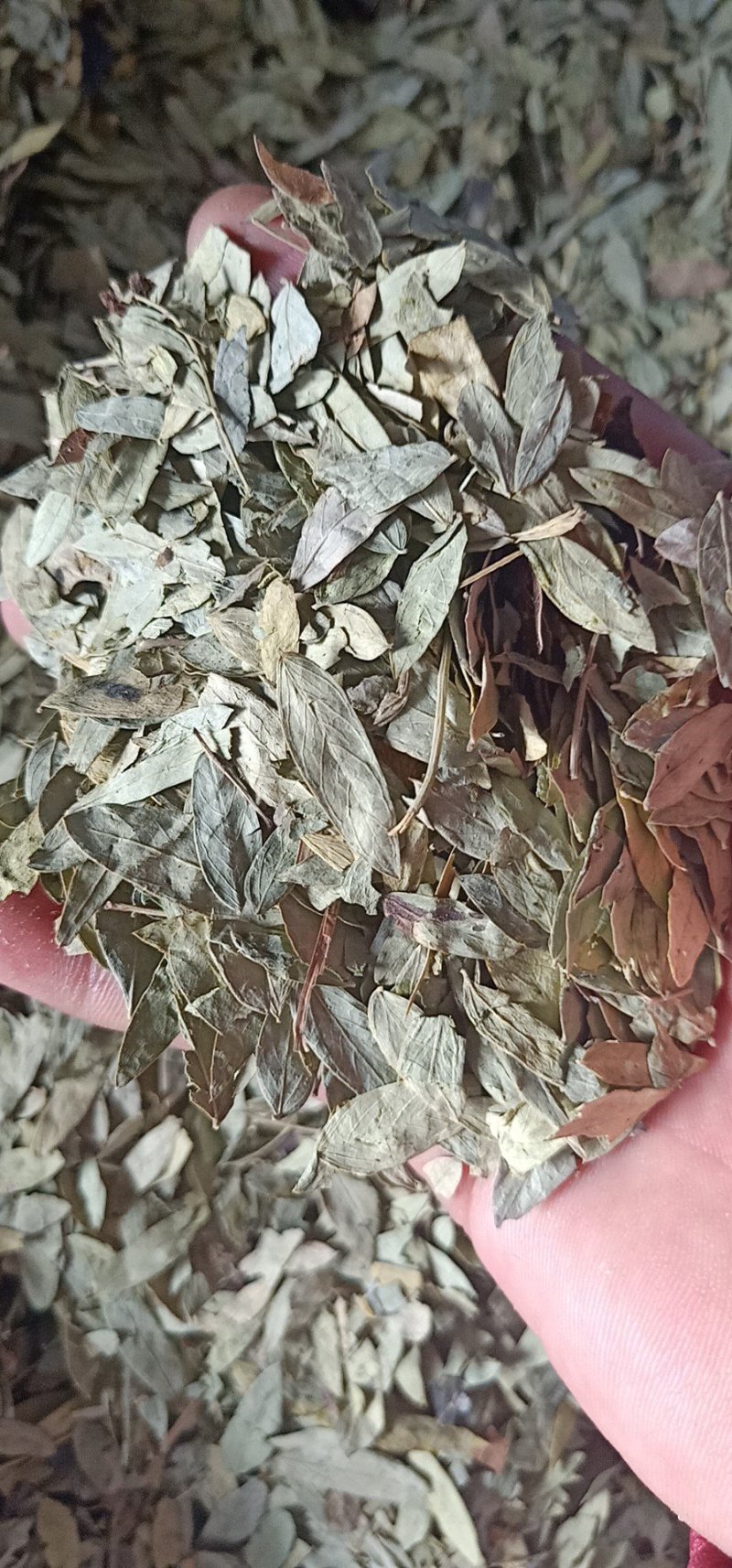 番泻叶中药材番泻叶泻叶