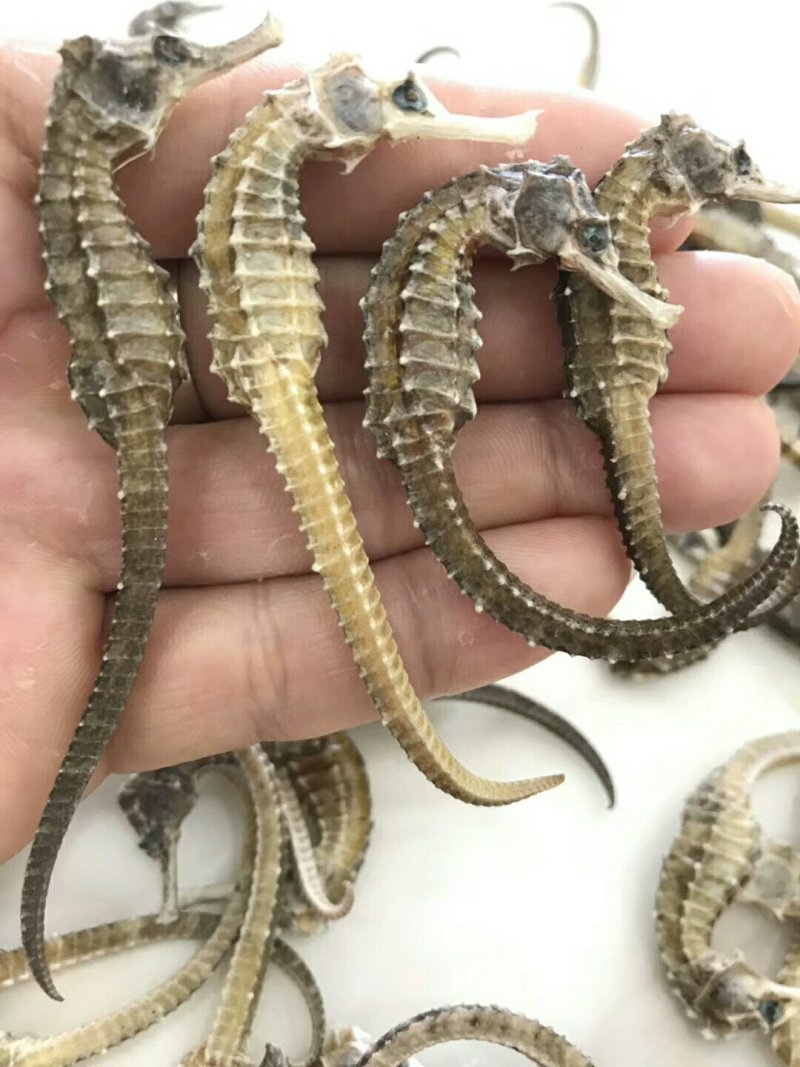 各种鱼干，鱼胶，蟮胶