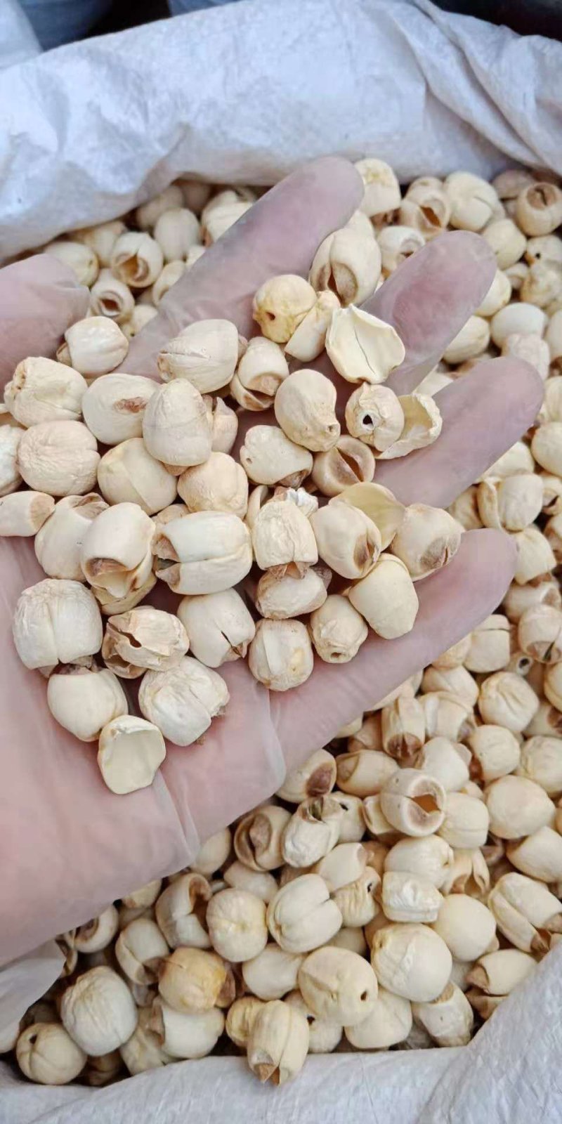 莲子去皮白莲子食用莲子纯手工剥皮