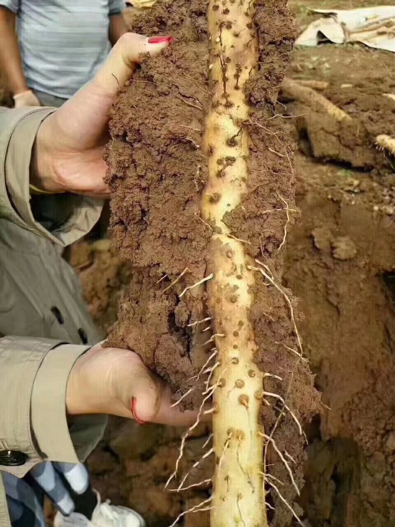 温县垆土地铁棍山药