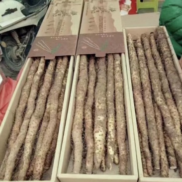 温县垆土地铁棍山药