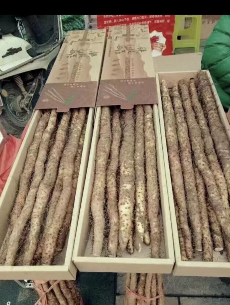 温县垆土地铁棍山药