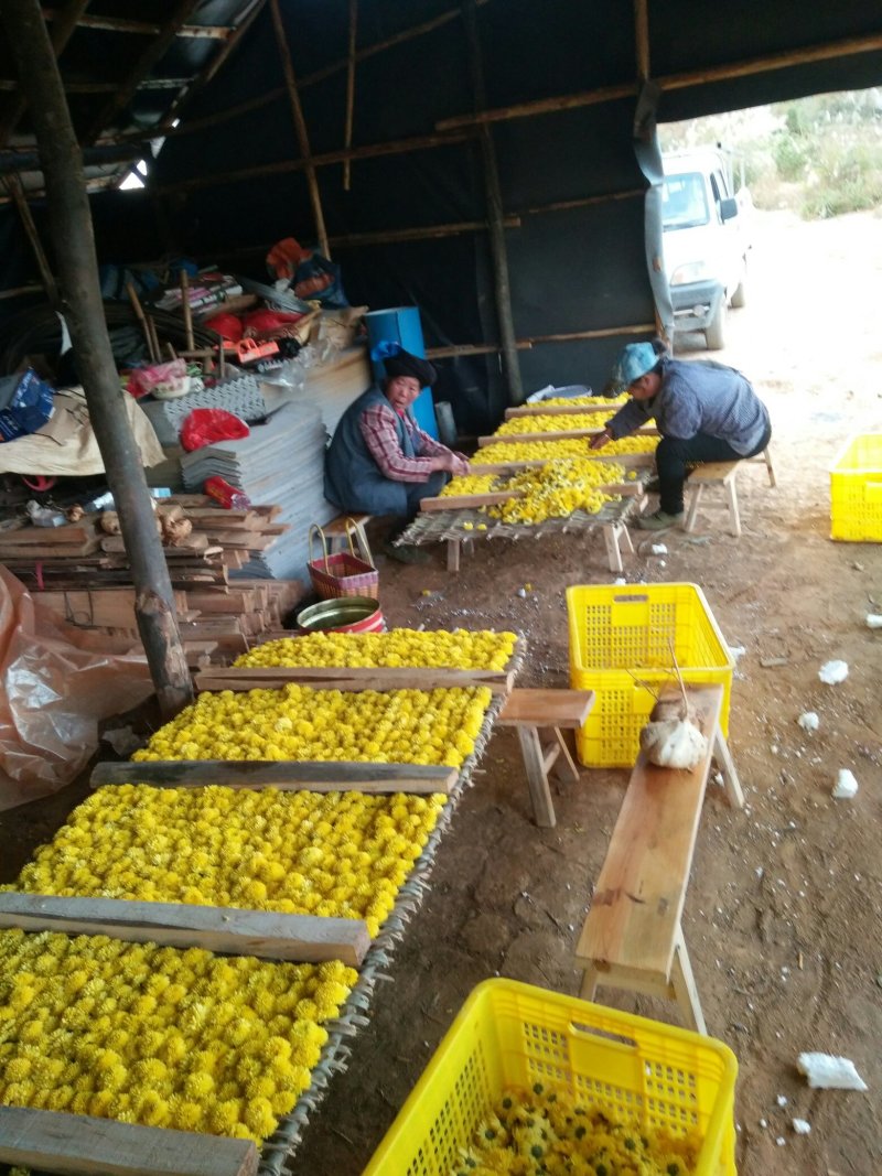 菊花茶