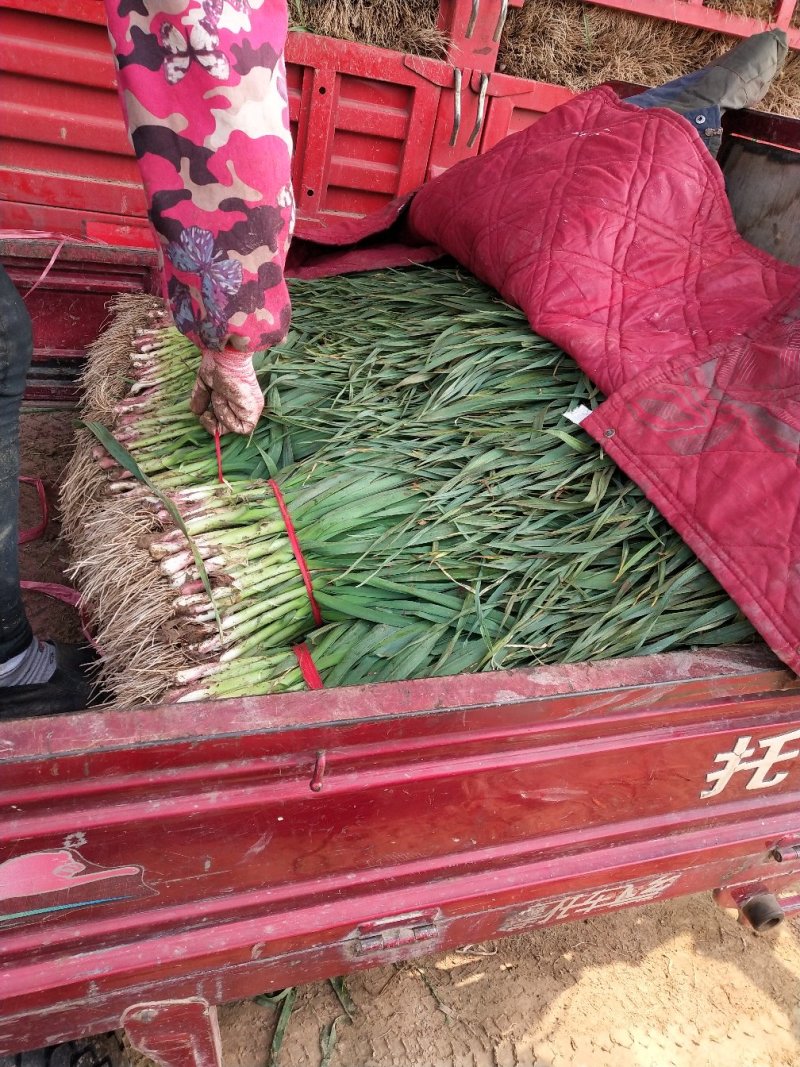 内黄红根蒜苗根红叶绿，以大量上市打包整齐，出菜率高