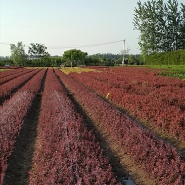 紫叶小檗