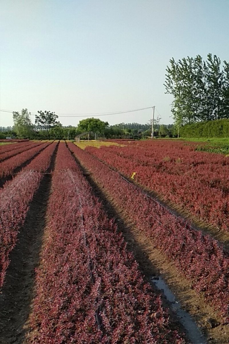 紫叶小檗