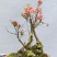映山红树桩