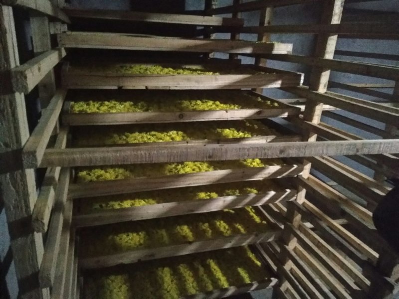 菊花茶
