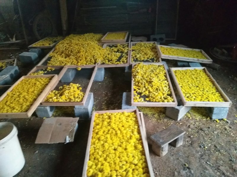 菊花茶