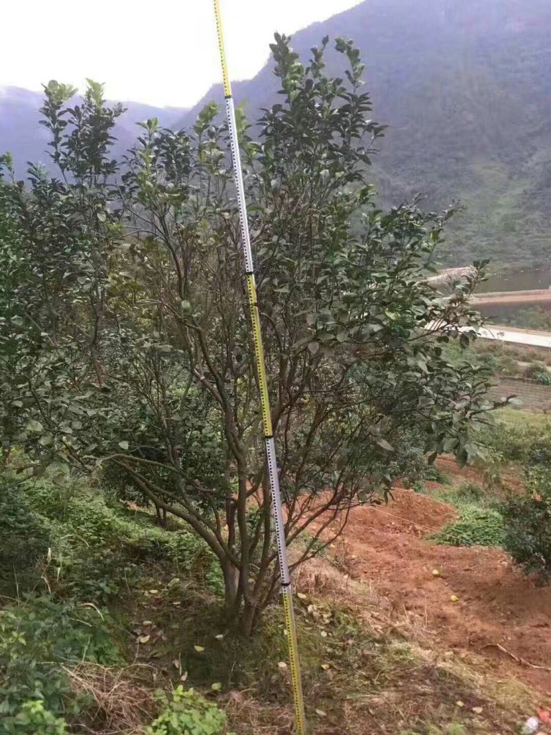 断根柚子树