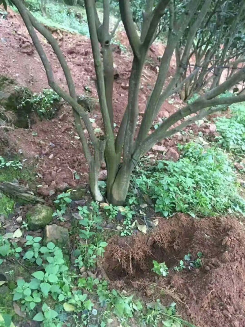 断根柚子树