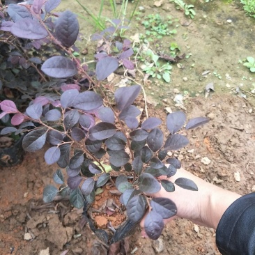 红檵木杯苗