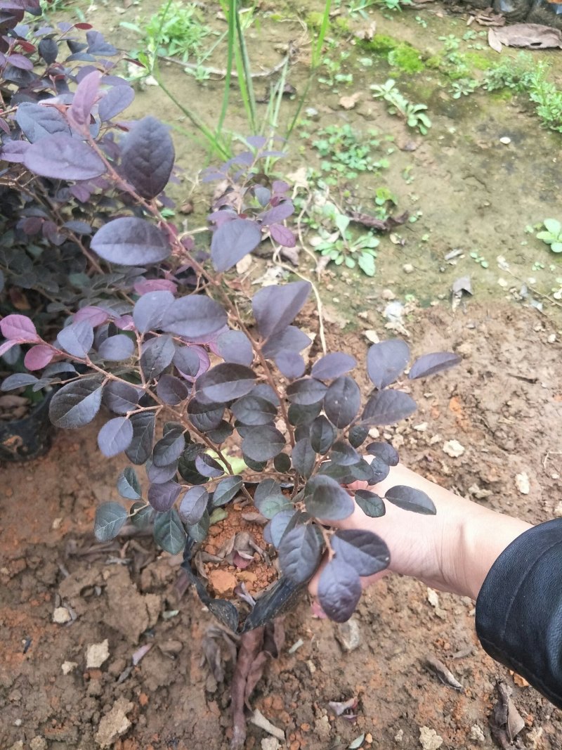 红檵木杯苗