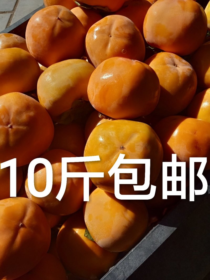 应季新鲜水果阳丰脆甜柿子产地直销保质量保品系保结果