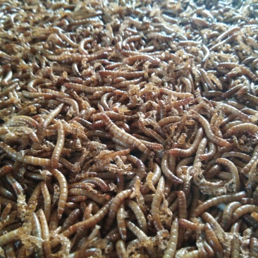 黄粉虫