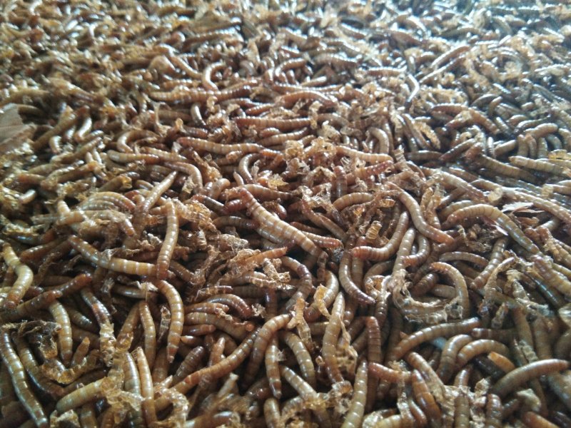 黄粉虫
