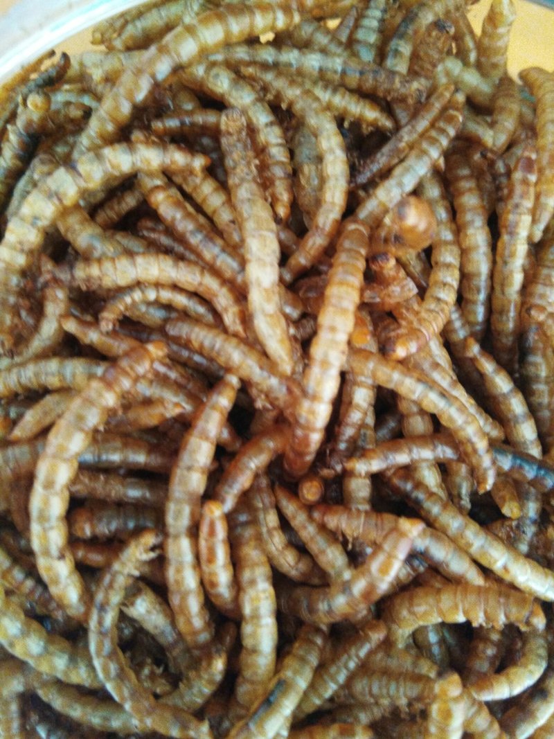 黄粉虫