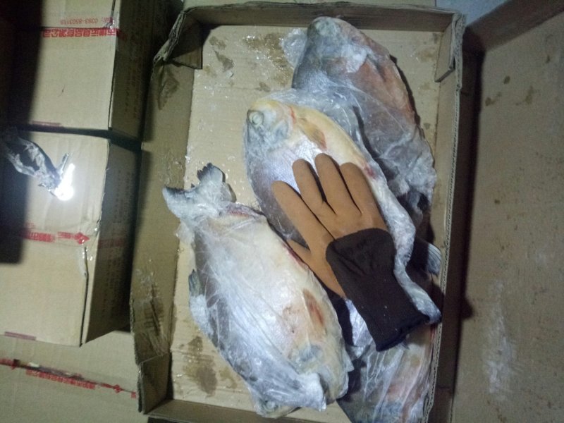 金红鲳、虾