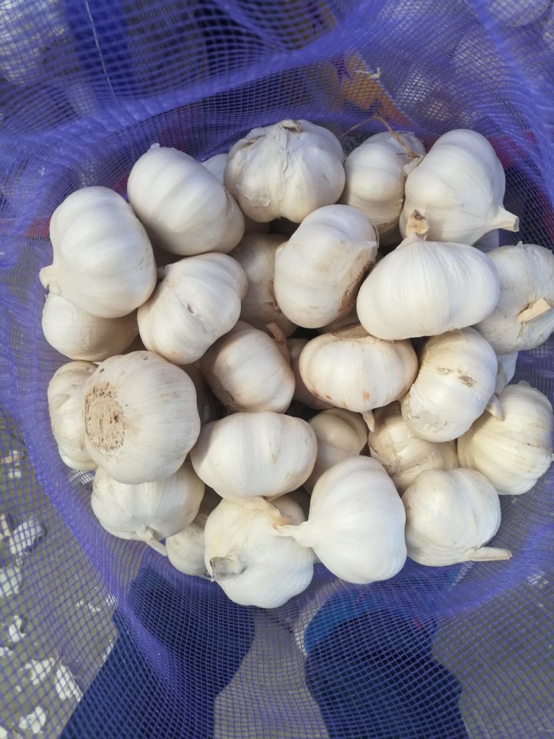 大蒜基地金乡，红皮大蒜，白皮大蒜精包装，市场通货天天供应