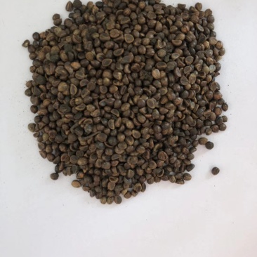 爬山虎种子