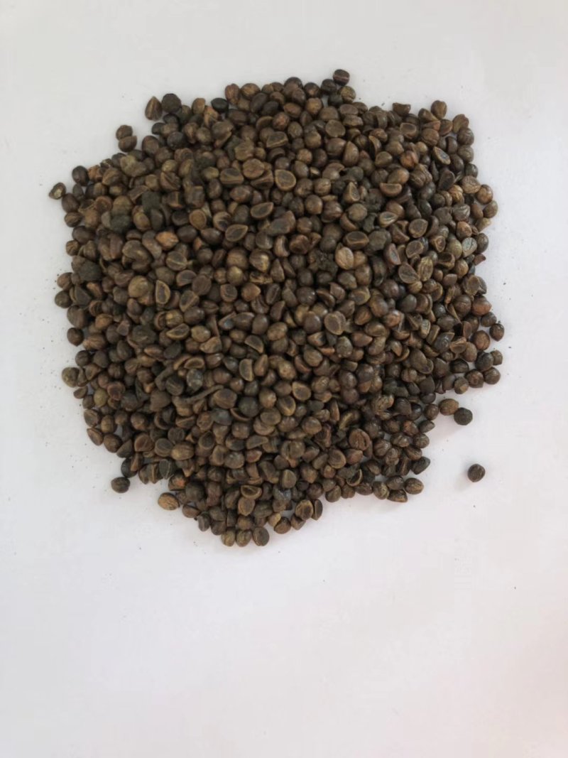 爬山虎种子