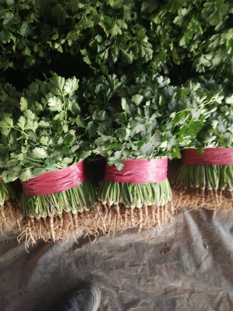 聊城大叶香菜和铁杆青香菜以大量上市有要的联系我