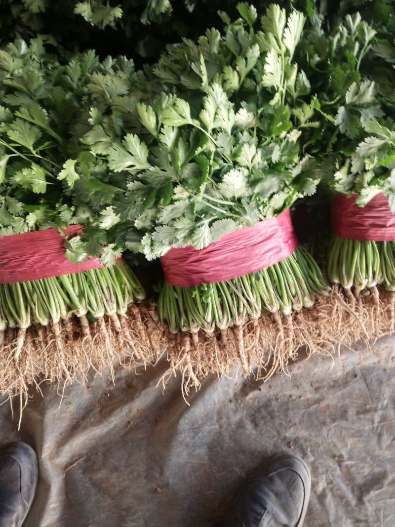 聊城大叶香菜和铁杆青香菜以大量上市有要的联系我