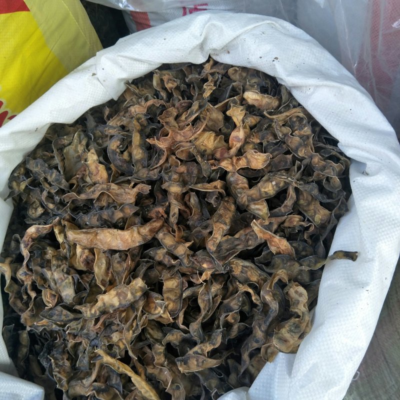 干梅豆，也叫扁豆