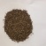 绣线菊种子