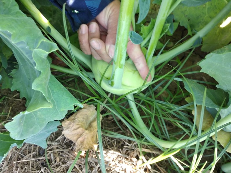 苤蓝，7两到1斤