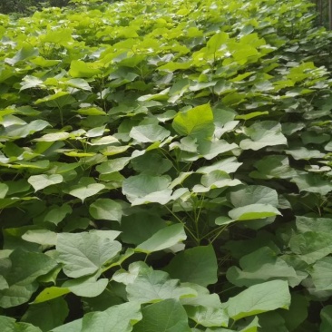 梓树小大量供应